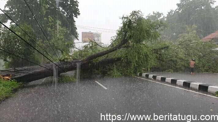 Info Peristiwa : Pohon Tumbang Di Jl.Magelang Dari Arah Denggung Sleman